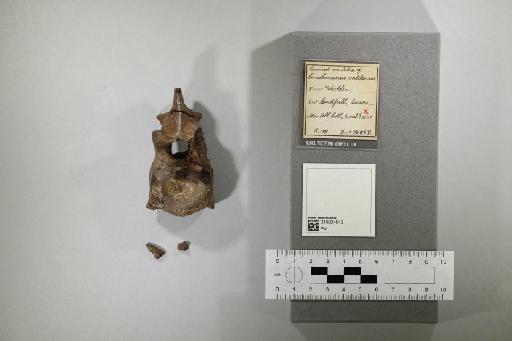 Cimoliasaurus valdensis Lydekker, 1889 - 010024543_L010221828