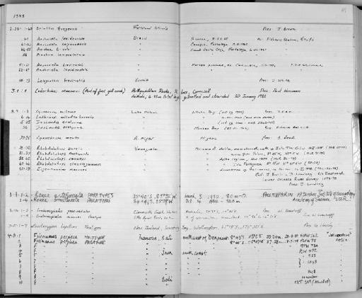 Anchoviella lepidentostole Fowler, 1911 - Zoology Accessions Register: Fishes: 1986 - 1994: page 69