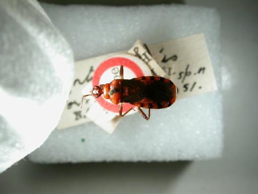 Antiopuloides formosus Miller, N.C.E., 1952 - Hemiptera: Antiopuloi Formosus Ht