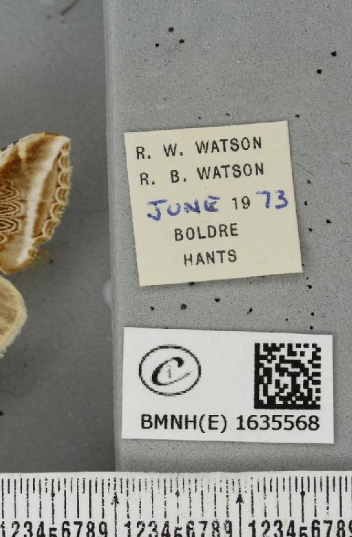 Habrosyne pyritoides (Hufnagel, 1766) - BMNHE_1635568_label_202001