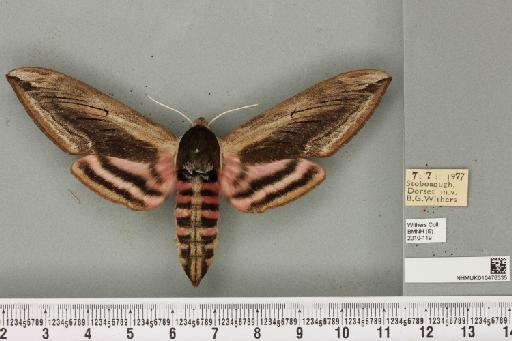 Sphinx ligustri Linnaeus, 1758 - NHMUK_010476335_533721