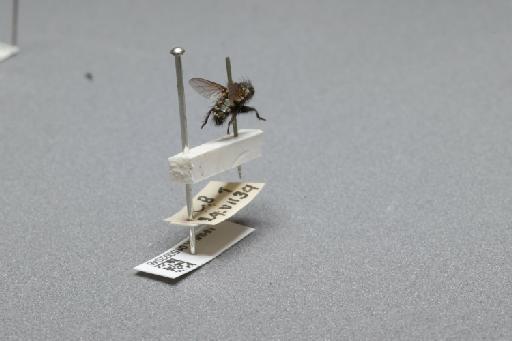 Sarcophaga (Myorhina) nigriventris Meigen, 1826 - 015092046_additional_1
