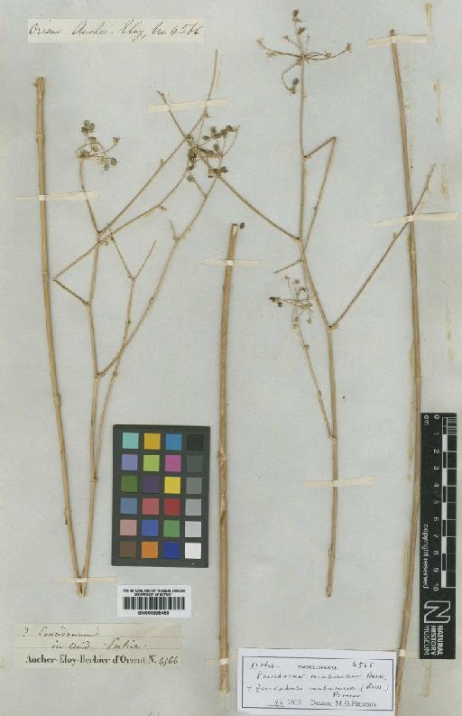 Peucedanum membranacea Boiss - BM000885450