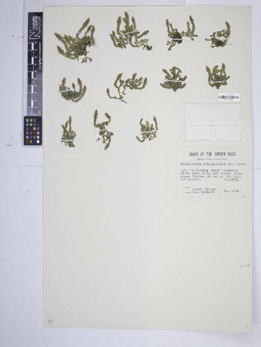 Selaginella selaginoides (L.) P.Beauv. ex Schrank & Mart. - BM001168002