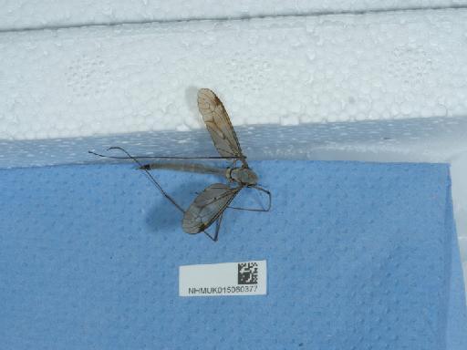 Tipula fulvipennis Walker, 1848 - 015060377_4