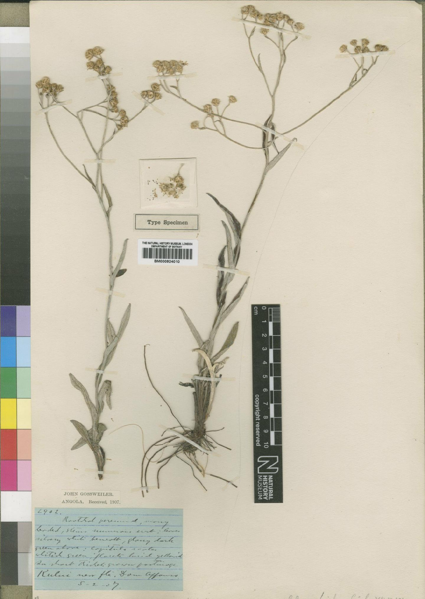 To NHMUK collection (Helichrysum pascuosum Moore; Type; NHMUK:ecatalogue:4529059)