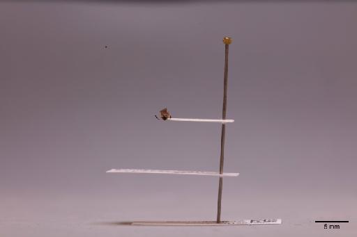 Scelioninae Haliday, 1839 - 013612458_lateral