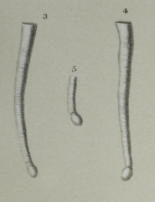 Articulina funalis inornata Brady, 1884 - ZF3656_13_4_Tubinella_inornata.jpg