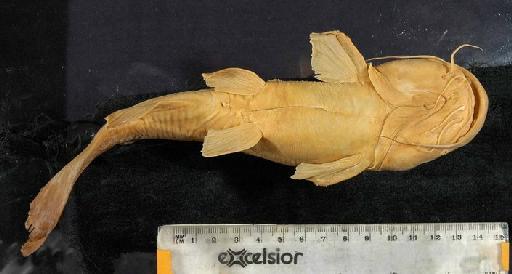 Chrysichthys ansorgii Boulenger, 1910 - 1911.6.1.116-124c; Chrysichthys ansorgii; ventral view; ACSI Project image