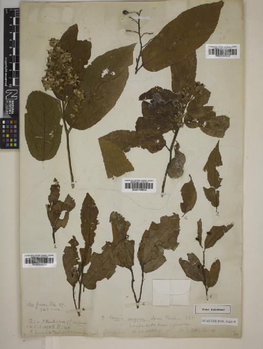 Grewia paniculata Roxb. - BM000946534