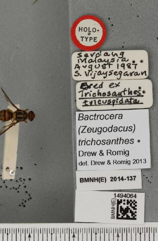Bactrocera (Javadacus) trichosanthes Drew & Romig, 2013 - BMNHE_1494064_label_44599