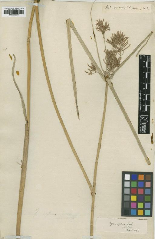 Cyperus corymbosus Rottb. - BM000958993