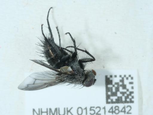 Periscepsia spathulata (Fallén, 1820) - 015214842_3