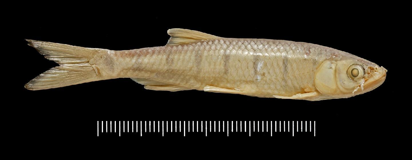 Barilius vagra thumbnail