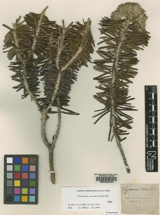 Helichrysum reticulatum (Labill.) Benth. - BM000603633