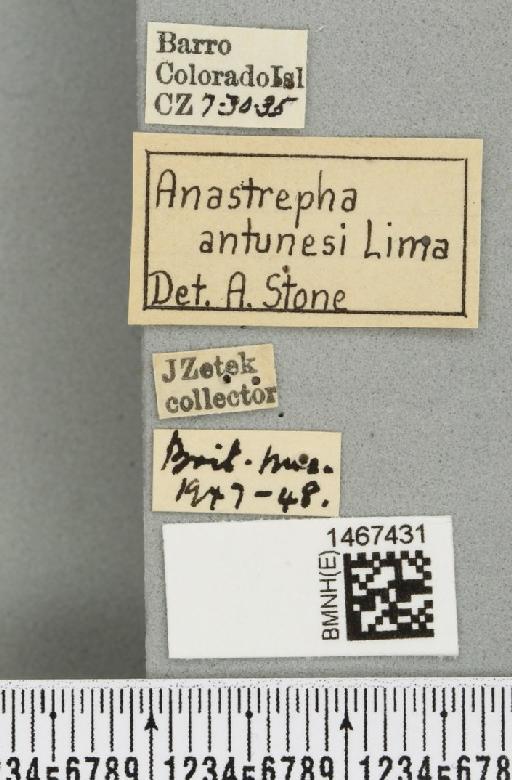 Anastrepha antunesi Lima, 1938 - BMNHE_1467431_label_40326