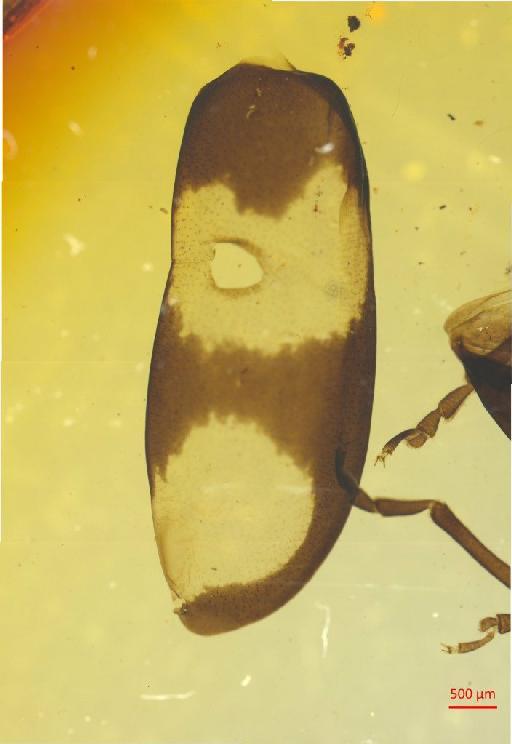 Galerucinae Latreille, 1802 - 010131567___2