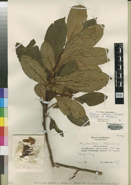 Balthasaria schliebenii Melch - BM000601981