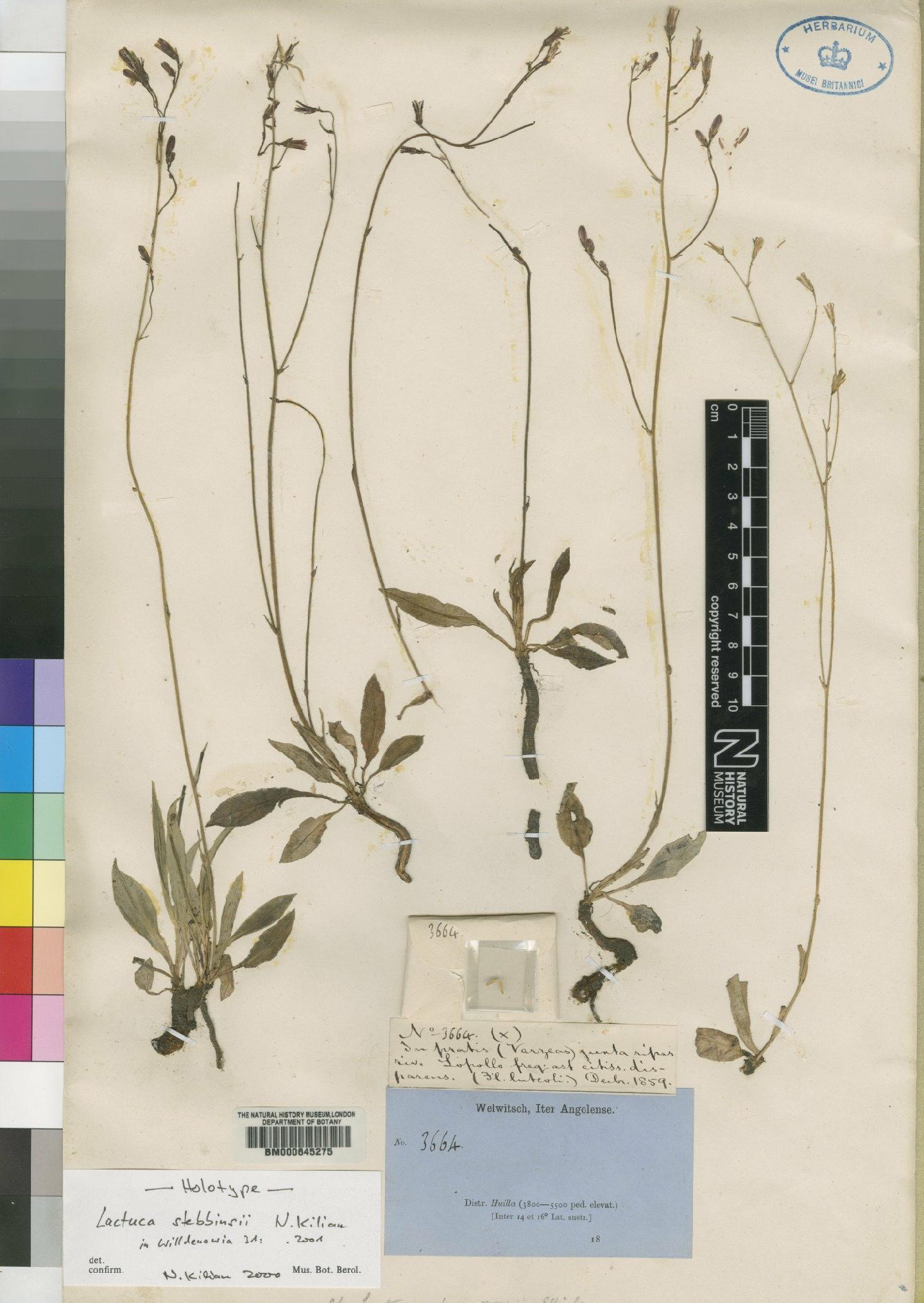 To NHMUK collection (Lactuca stebbinsii Kilian; Holotype; NHMUK:ecatalogue:4553103)