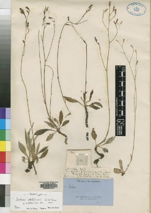 Lactuca stebbinsii Kilian - BM000645275