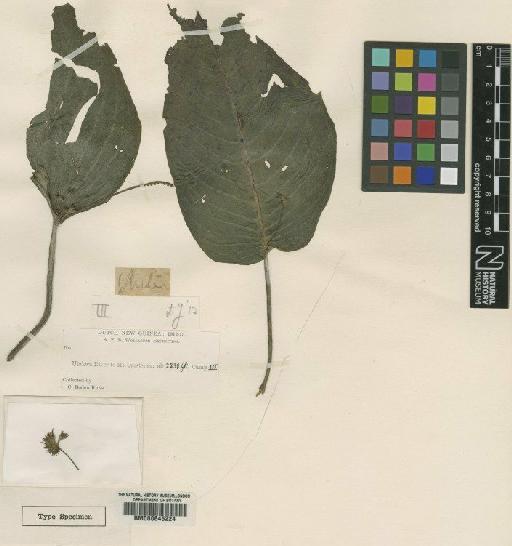 Monophyllaea brevipes Moore - BM000645224
