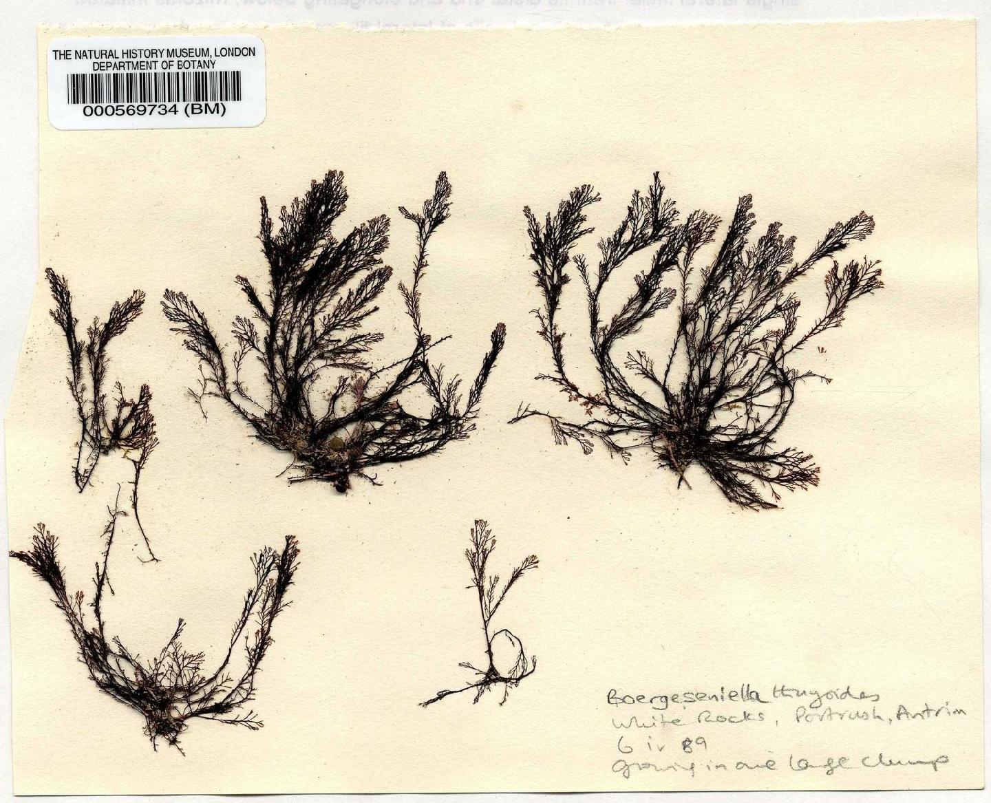 To NHMUK collection (Boergeseniella thuyoides (Harvey) Kylin; NHMUK:ecatalogue:4787906)