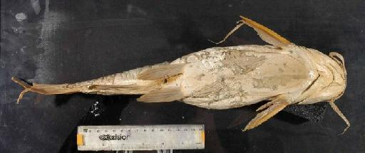 Aelurichthys longispinis Günther, 1864 - 1976.2.18.2; Elurichthys longispinis; ventral view; ACSI Project image