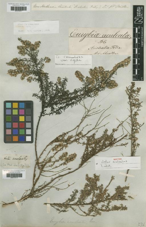 Olearia ramulosa (Labill.) Benth. - BM001209918