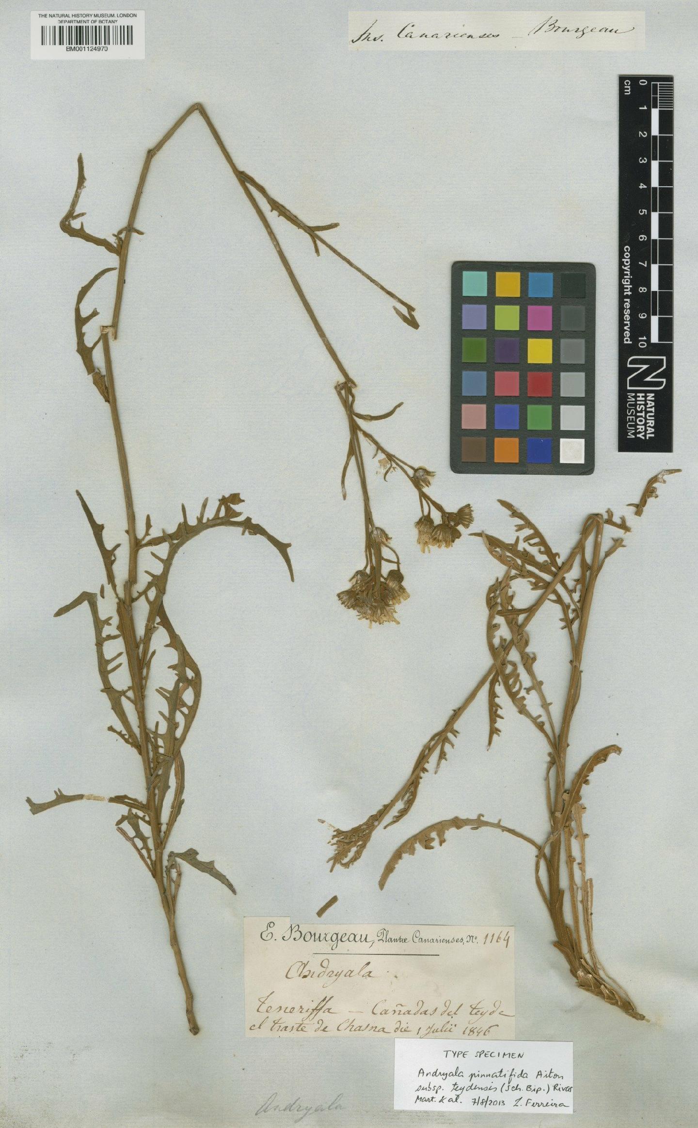 To NHMUK collection (Andryala pinnatifida subsp. teydensis (Sch.Bip.) Rivas Mart.; Type; NHMUK:ecatalogue:2796034)