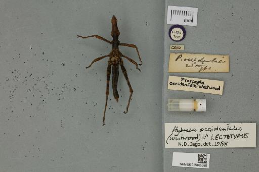Hybusa occidentalis (Westwood, 1843) - 015105080_Hybusa_occidentalis_dorsal.JPG