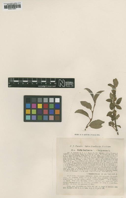 Salix herbacea L. - BM001046051