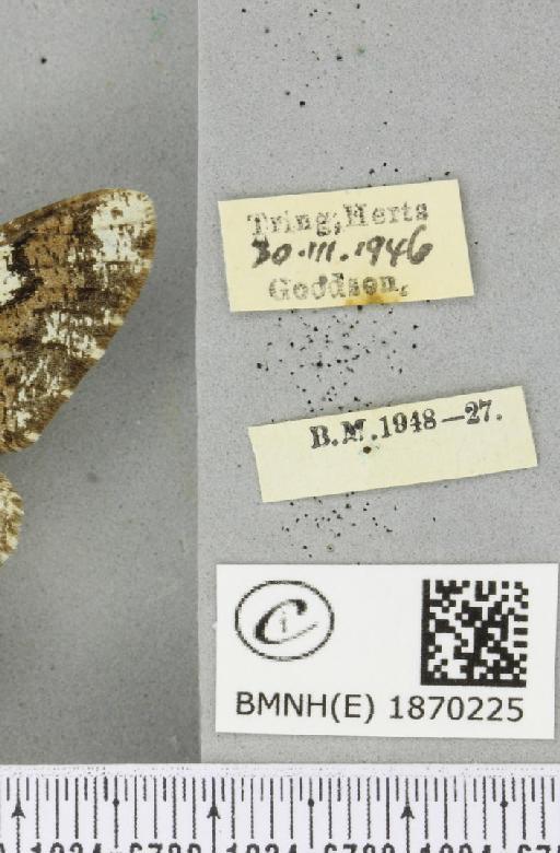 Biston strataria (Hufnagel, 1767) - BMNHE_1870225_label_460619