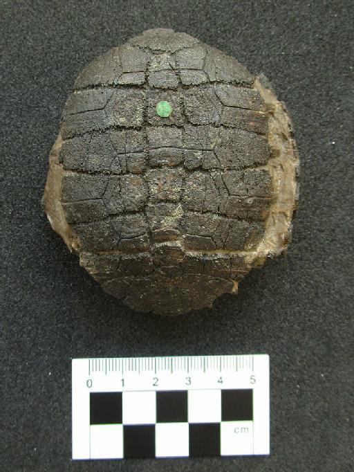 Emys comptoni Bell, 1849 - NHMUK_PV_OR_37210_dorsal
