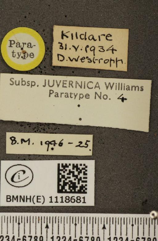 Leptidea sinapis juvernica Williams, 1946 - BMNHE_1118681_label_73879