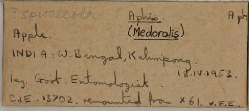 Aphis (Medoralis) spiraecola Patch, 1914 - 014226030_additional