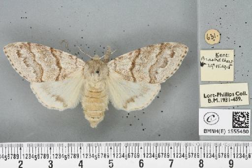 Calliteara pudibunda (Linnaeus, 1758) - BMNHE_1555480_254530