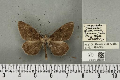 Alcis repandata repandata (Linnaeus, 1758) - BMNHE_1921128_476924