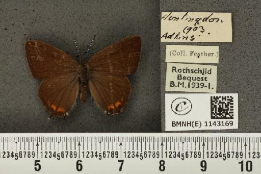 Satyrium pruni (Linnaeus, 1758) - BMNHE_1143169_96697