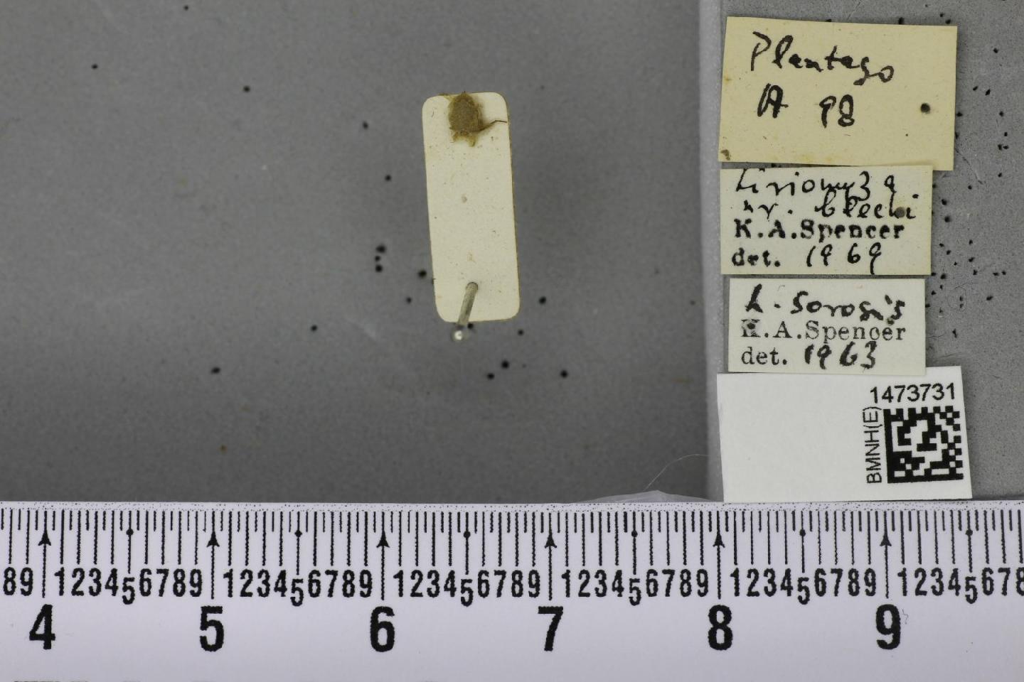 To NHMUK collection (Liriomyza blechi Spencer, 1973; NHMUK:ecatalogue:6599421)