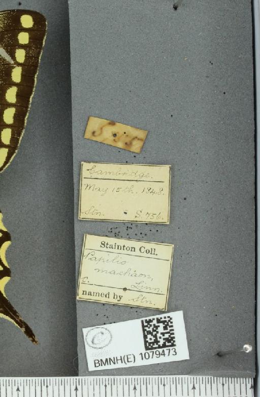 Papilio machaon britannicus Seitz, 1907 - BMNHE_1079473_label_64859