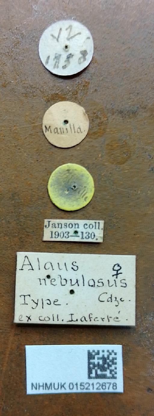 Cryptalaus nebulosus (Candeze, E., 1857) - Cryptalaus nebulosus lectotype female labels(2)