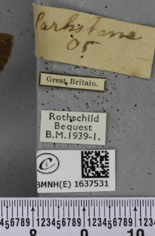 Macroglossum stellatarum (Linnaeus, 1758) - BMNHE_1637531_label_206214