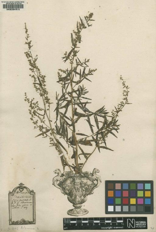 Artemisia dracunculus L. - BM000647018