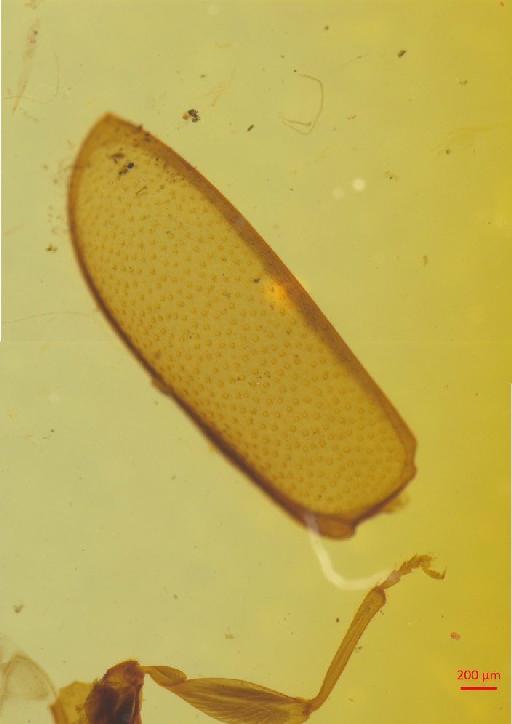 Eumolpinae Hope, 1840 - 010131380___8