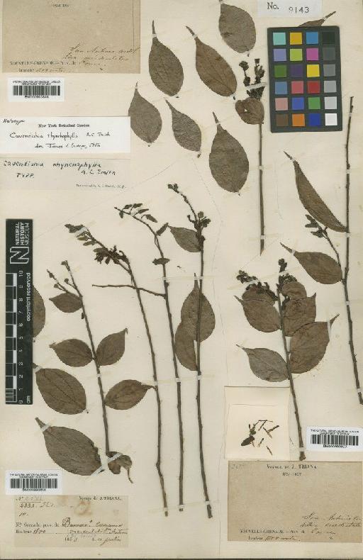 Cavendishia rhynchophylla A.C.Sm. - BM000993608