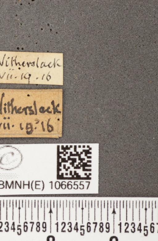 Coenonympha pamphilus (Linnaeus, 1758) - BMNHE_1066557_label_27841