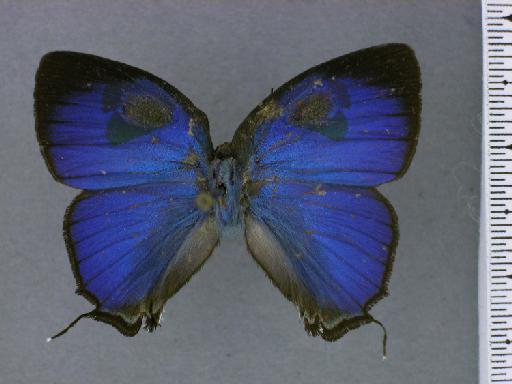 Lepidoptera Linnaeus, 1758 - NHMUK010891010_Theritas_acontius_Goodson_lectotype_Dorsal