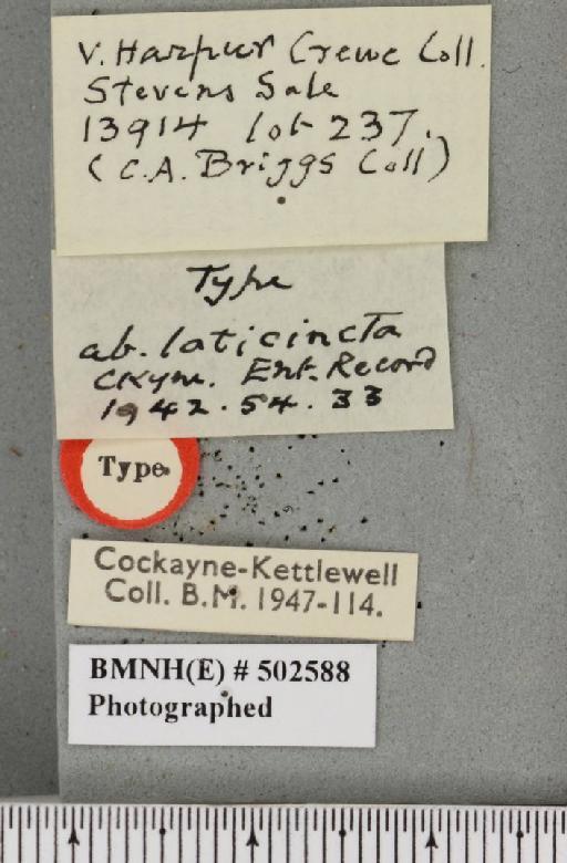 Furcula bifida ab. laticincta Cockayne, 1942 - Fla_045969_label_242344