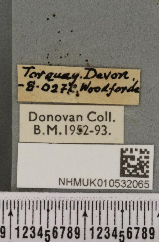 Hoplodrina ambigua (Denis & Schiffermüller, 1775) - NHMUK_010532065_label_585999