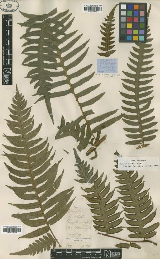 Pteris livida Mett. - BM001066243